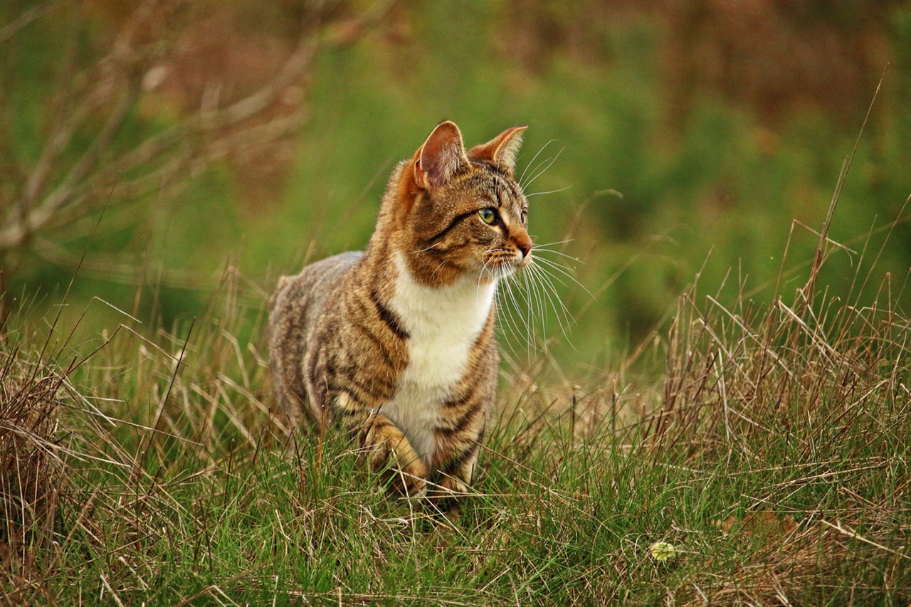 Cats Prowl for Endangered Owl ... and the Encroaching Insect Armageddon